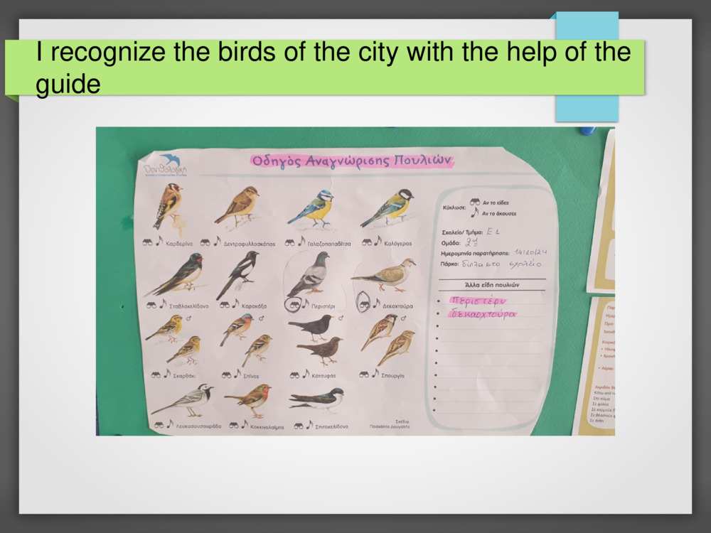 I recognize the birds of the city with the help of the guide