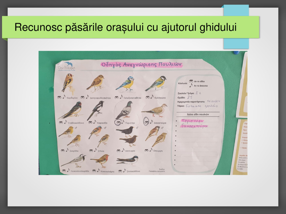 Recunosc păsările orașului cu ajutorul ghidului