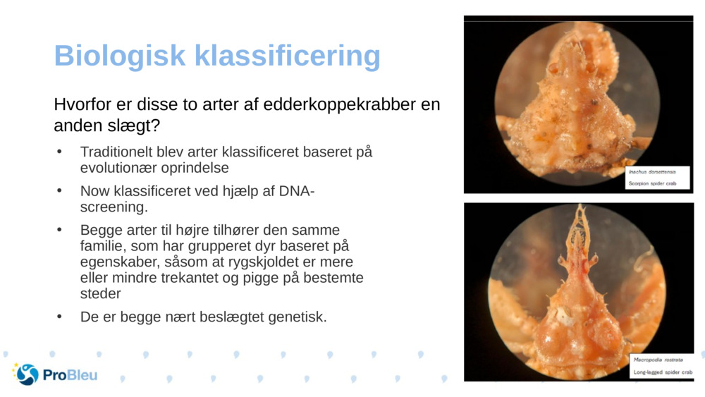 Biologisk klassificering 