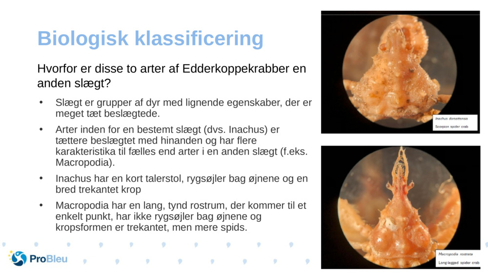 Biologisk klassificering 