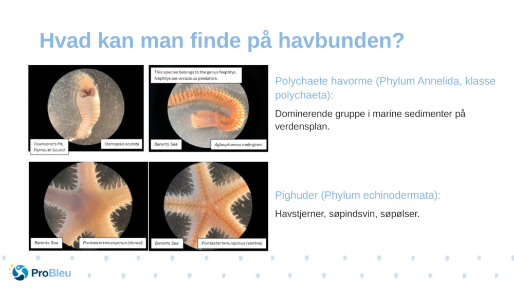 Polychaete havorme (Phylum Annelida, klasse polychaeta):