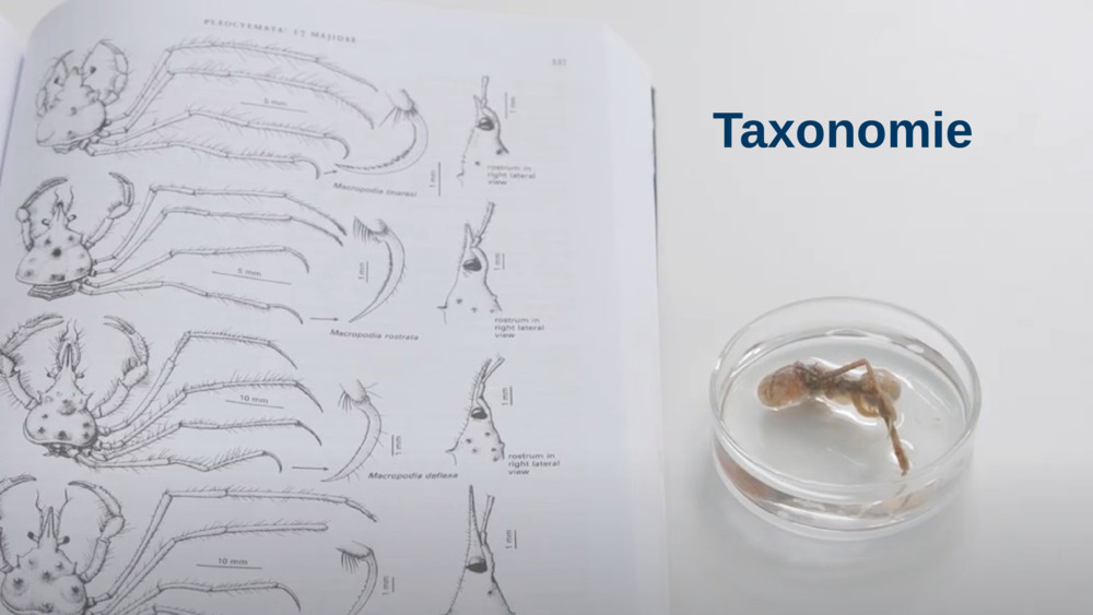 Taxonomie