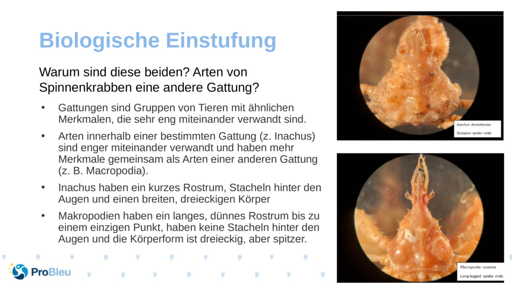 Biologische Einstufung 