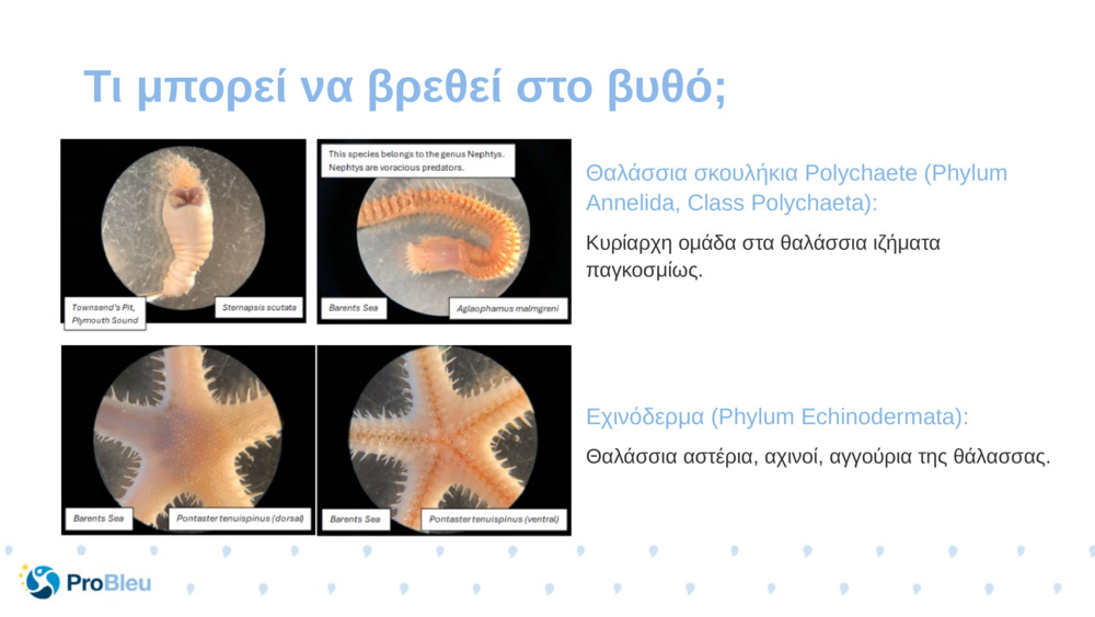 Θαλάσσια σκουλήκια Polychaete (Phylum Annelida, Class Polychaeta):