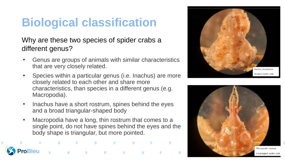 Biological classification 