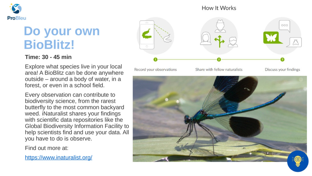 Do your own BioBlitz!