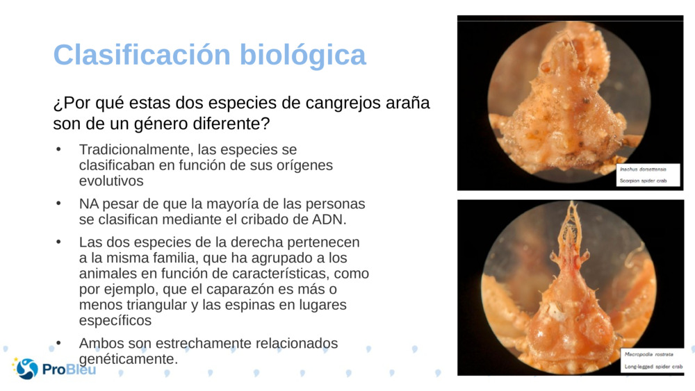 Clasificación biológica 