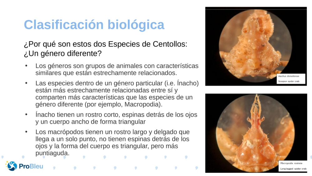 Clasificación biológica 