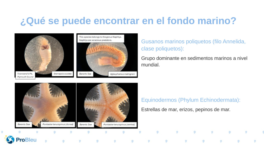 Gusanos marinos poliquetos (filo Annelida, clase poliquetos):