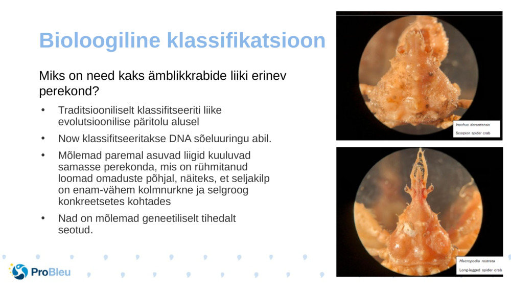 Bioloogiline klassifikatsioon 