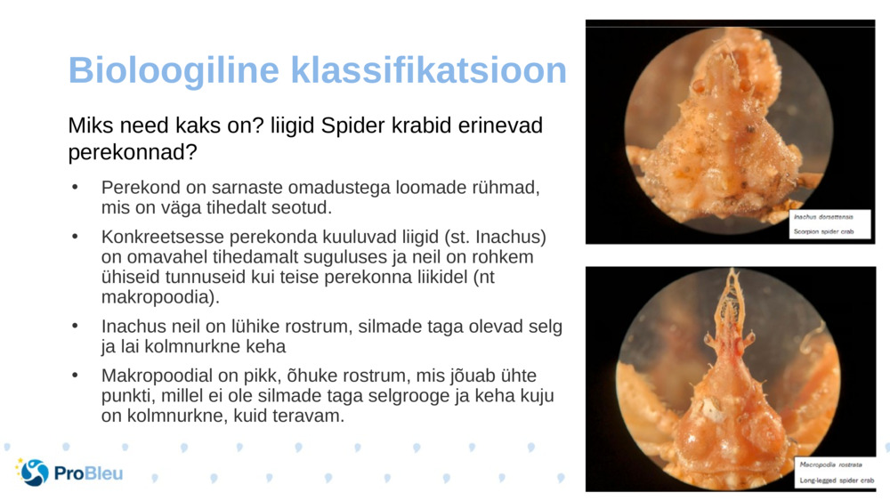 Bioloogiline klassifikatsioon 