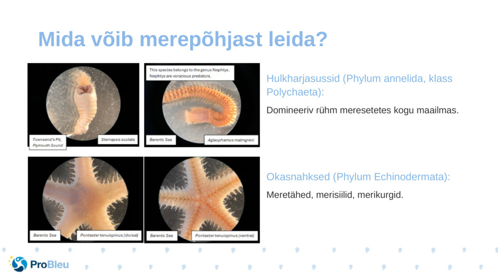 Hulkharjasussid (Phylum annelida, klass Polychaeta):