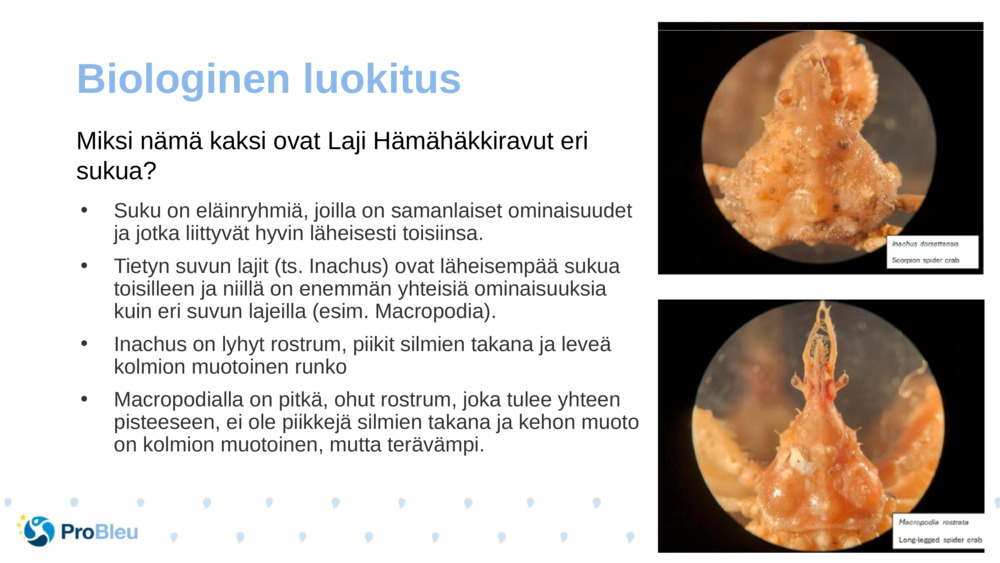 Biologinen luokitus 