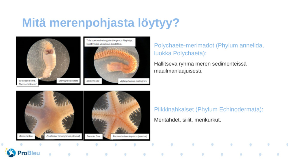 Polychaete-merimadot (Phylum annelida, luokka Polychaeta):