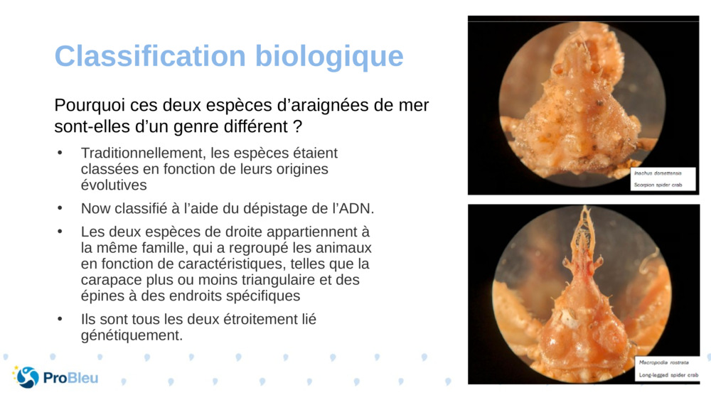 Classification biologique 