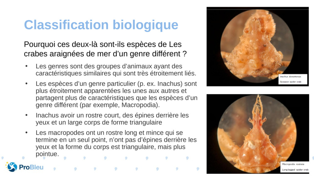 Classification biologique 