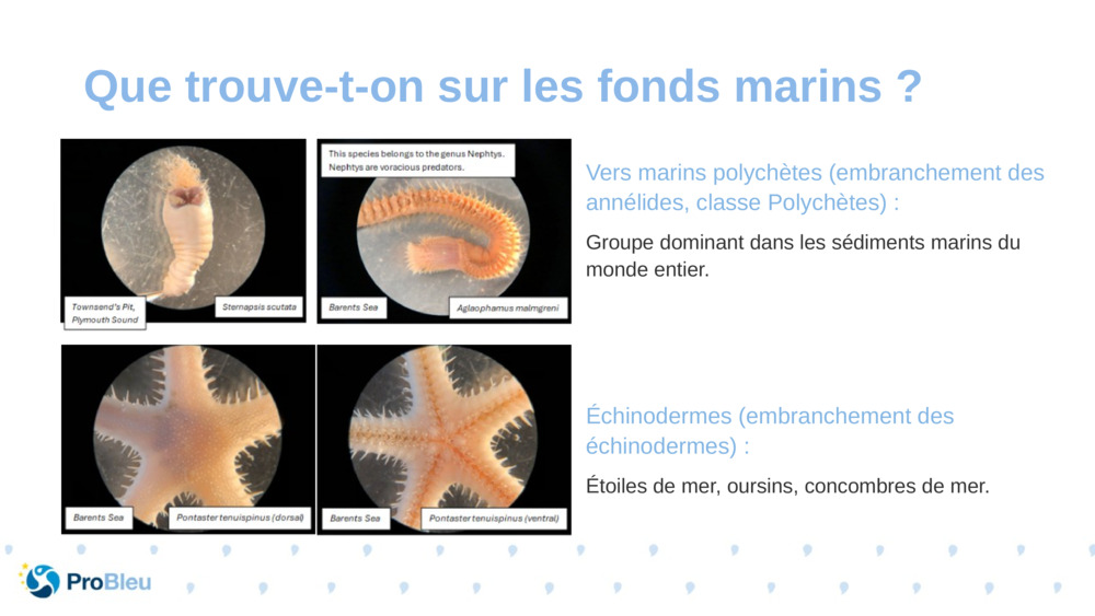 Vers marins polychètes (embranchement des annélides, classe Polychètes) :