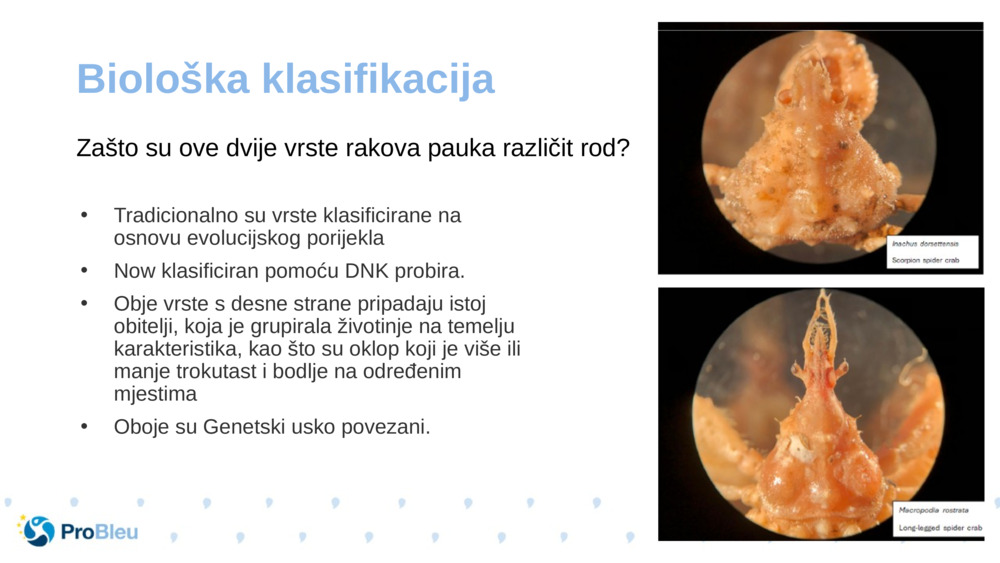 Biološka klasifikacija 