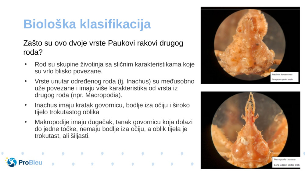 Biološka klasifikacija 