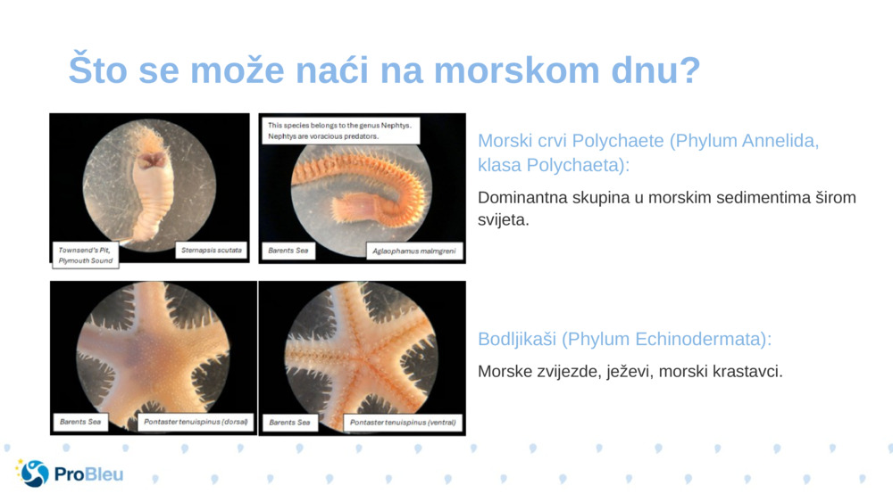 Morski crvi Polychaete (Phylum Annelida, klasa Polychaeta):