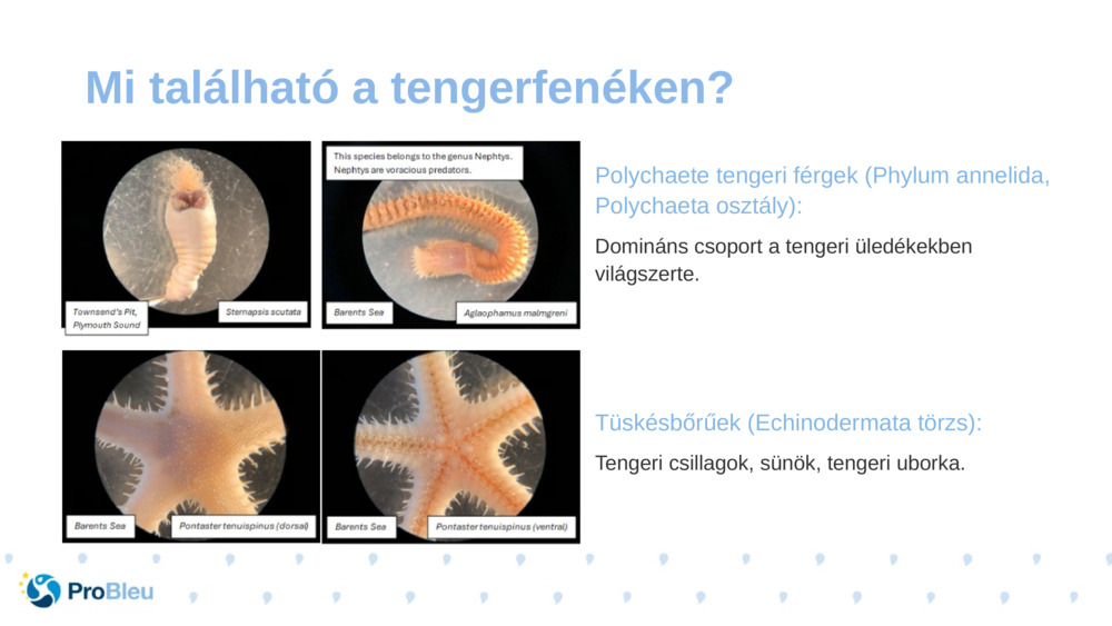 Polychaete tengeri férgek (Phylum annelida, Polychaeta osztály):