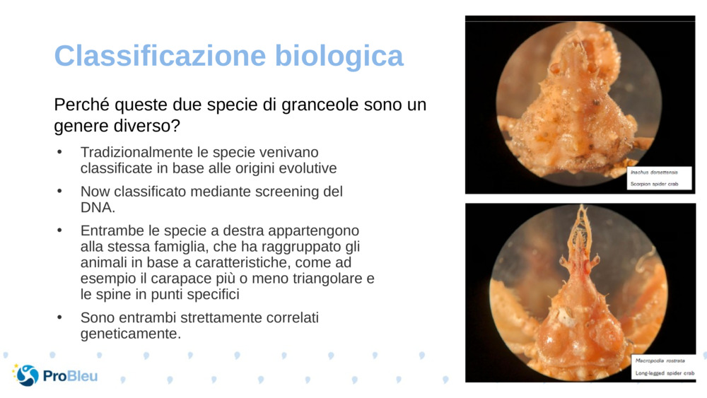 Classificazione biologica 