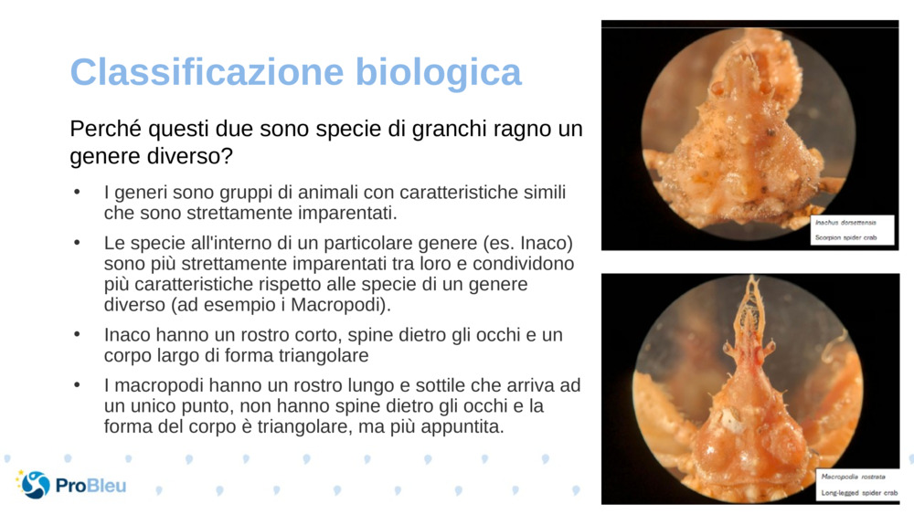 Classificazione biologica 