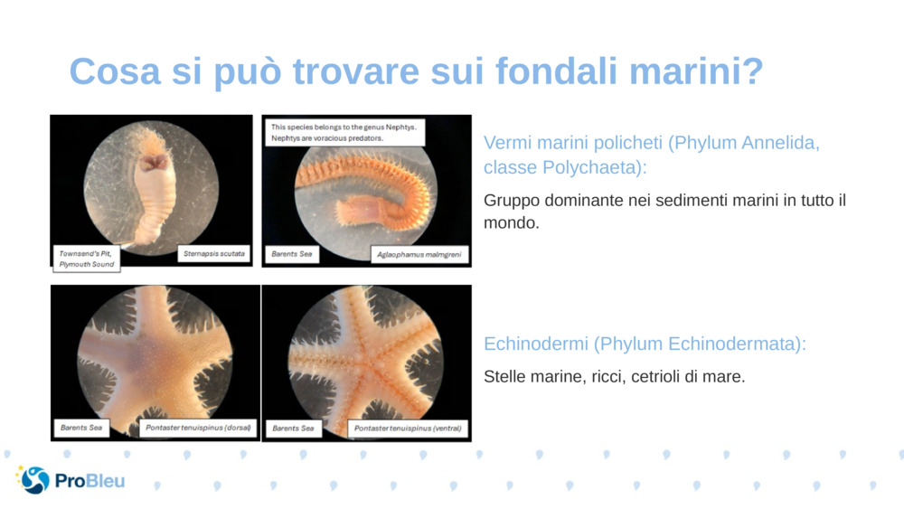 Vermi marini policheti (Phylum Annelida, classe Polychaeta):