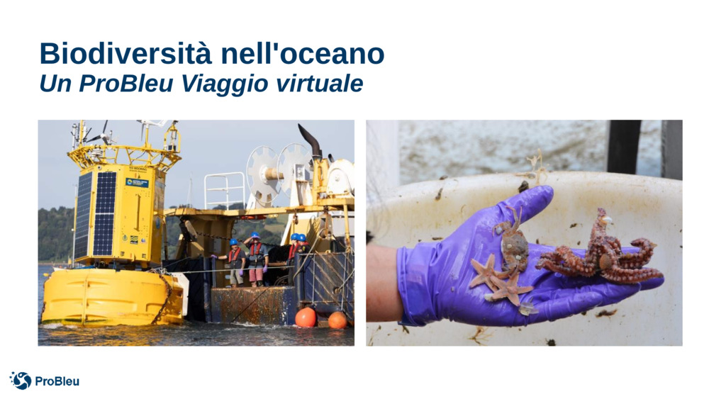 Biodiversità nell'oceano