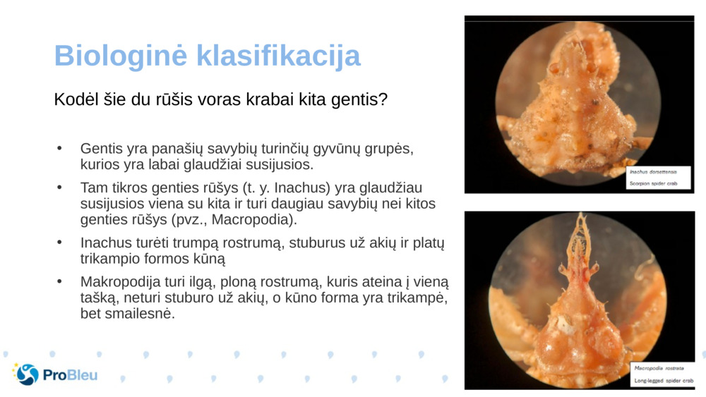 Biologinė klasifikacija 