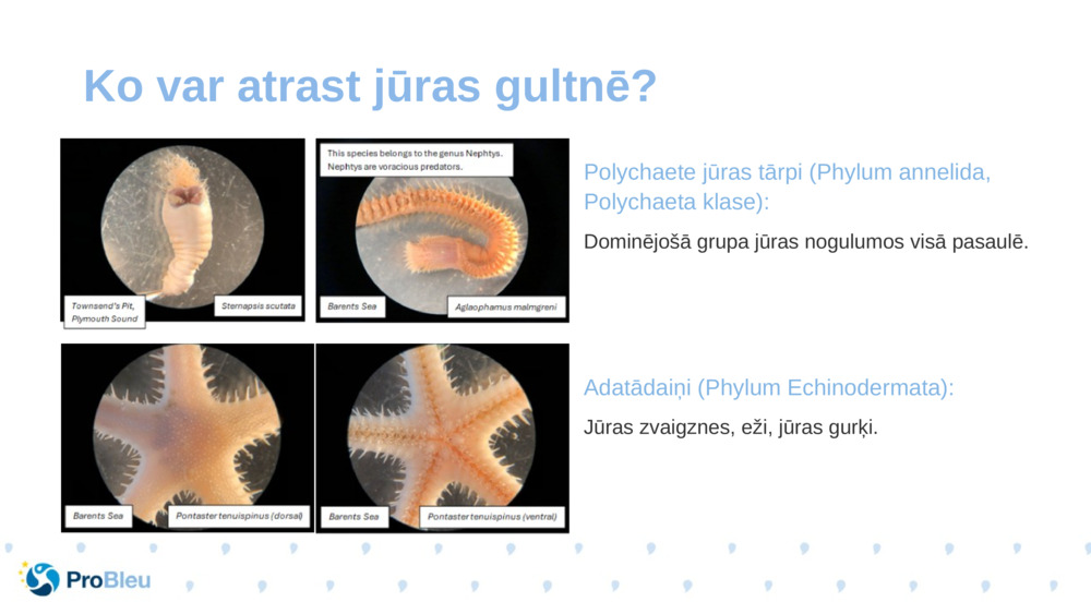 Polychaete jūras tārpi (Phylum annelida, Polychaeta klase):