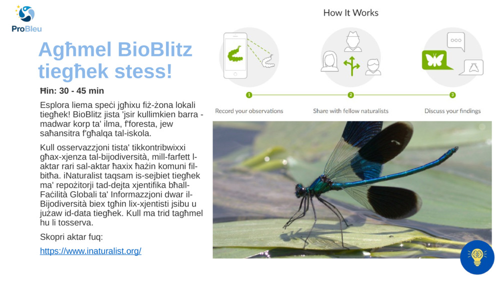 Agħmel BioBlitz tiegħek stess!