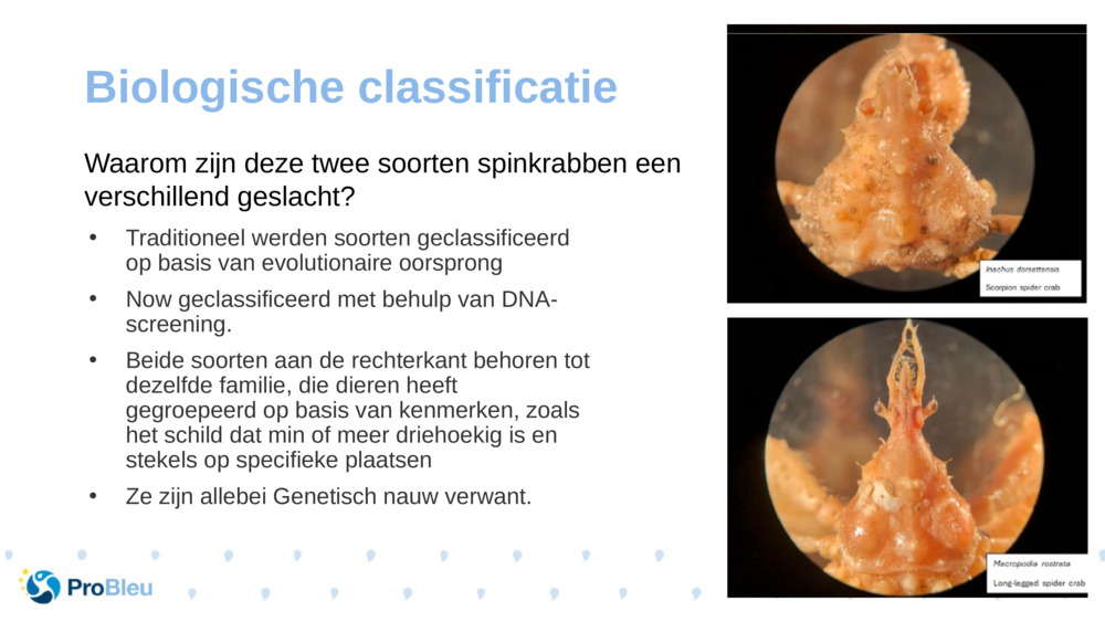 Biologische classificatie 