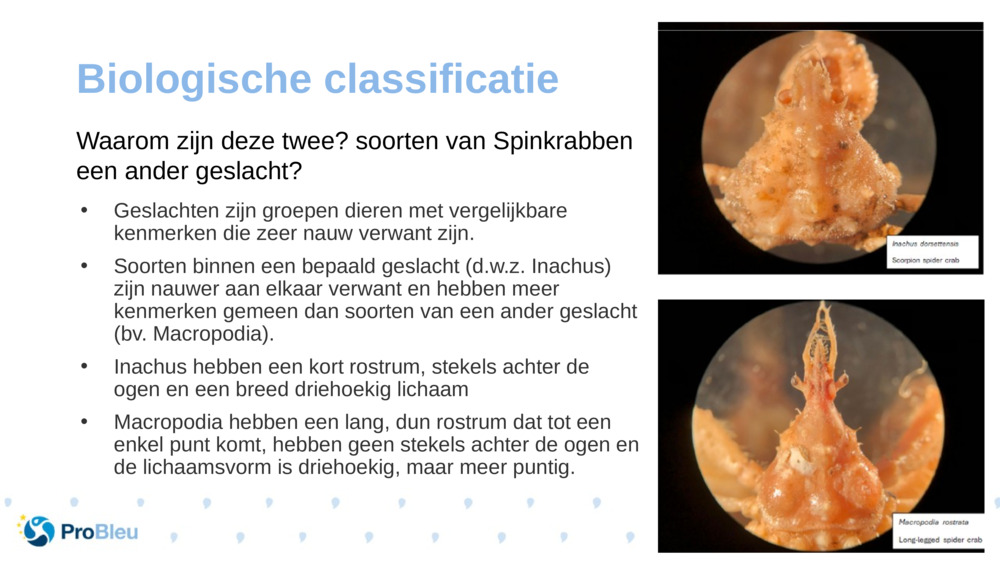 Biologische classificatie 