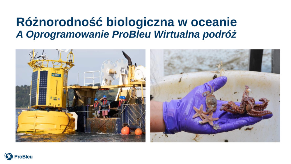 Różnorodność biologiczna w oceanie