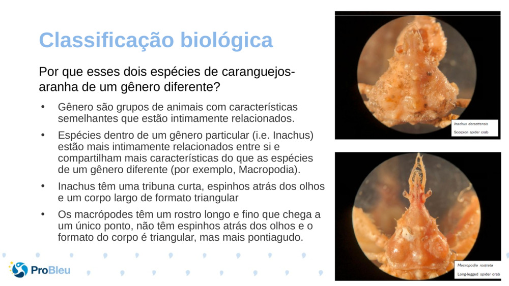 Classificação biológica 