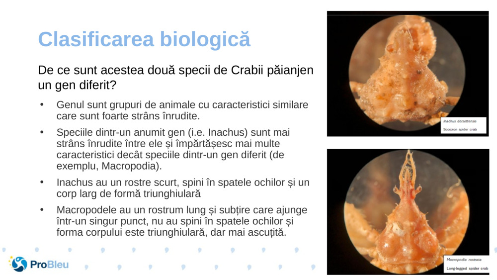 Clasificarea biologică 