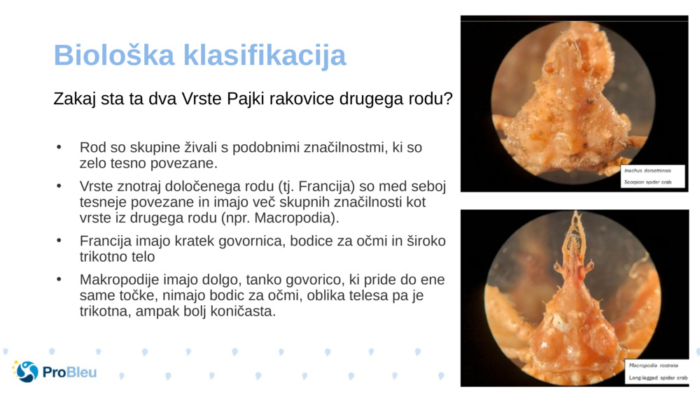 Biološka klasifikacija 