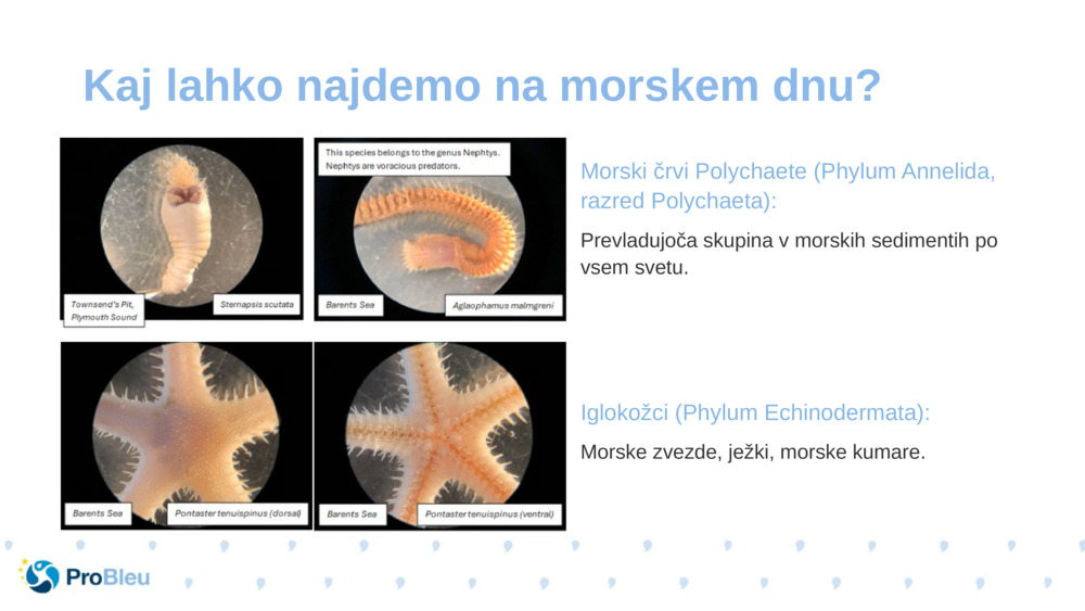 Morski črvi Polychaete (Phylum Annelida, razred Polychaeta):