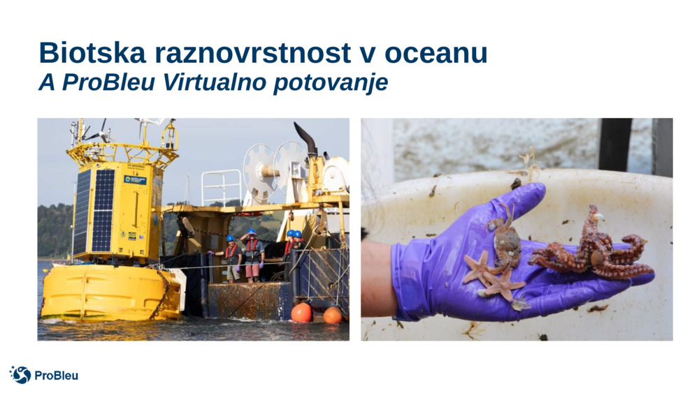 Biotska raznovrstnost v oceanu