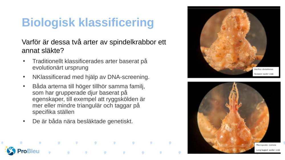 Biologisk klassificering 