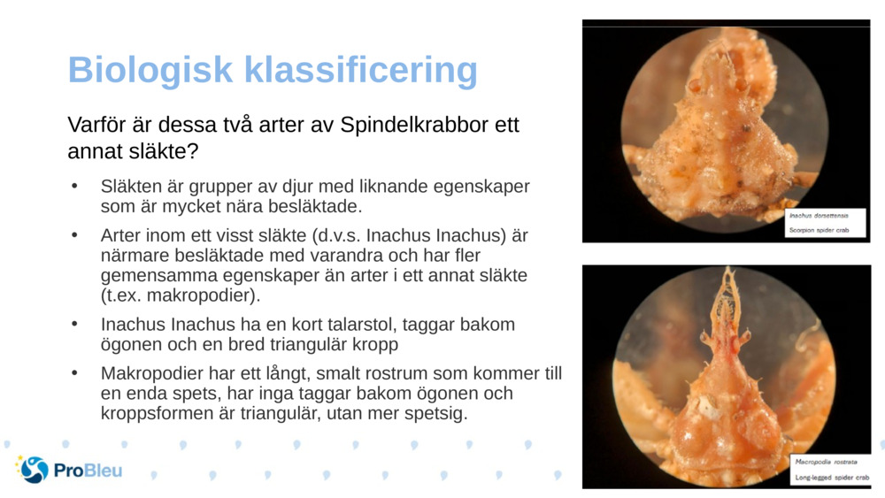 Biologisk klassificering 