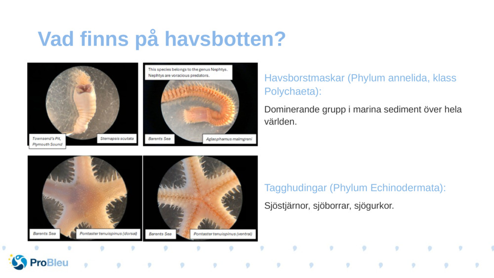 Havsborstmaskar (Phylum annelida, klass Polychaeta):