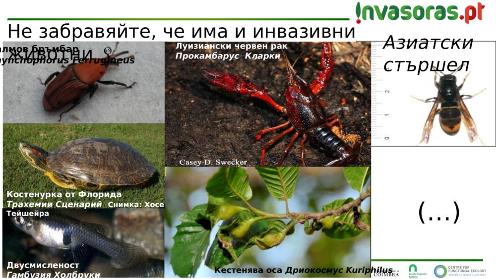 Азиатски стършел 