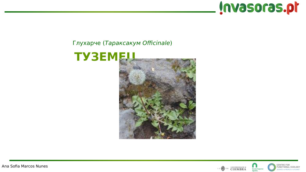 ТУЗЕМЕЦ