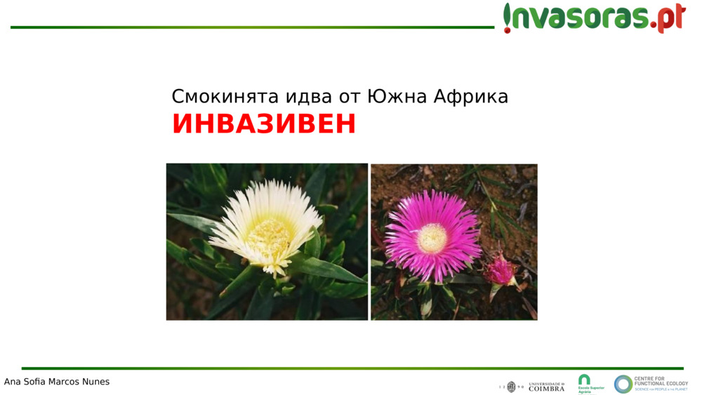 Смокинята идва от Южна Африка
