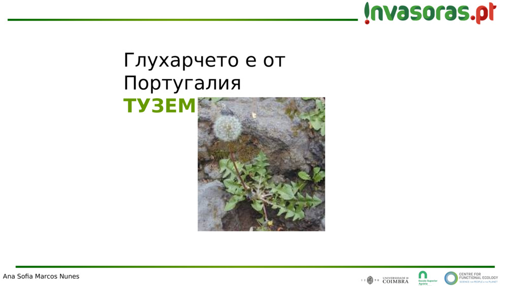Глухарчето е от Португалия