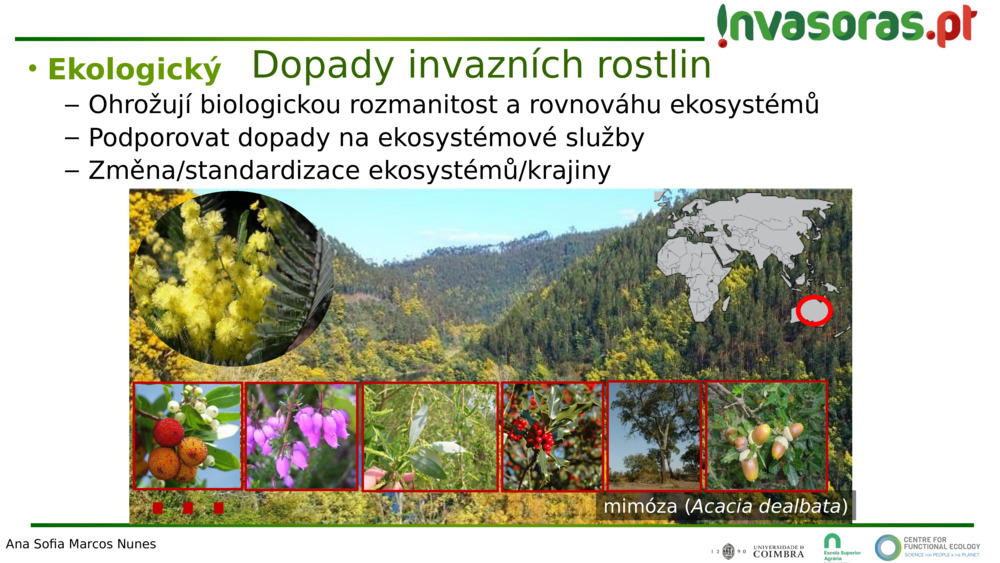 mimóza (