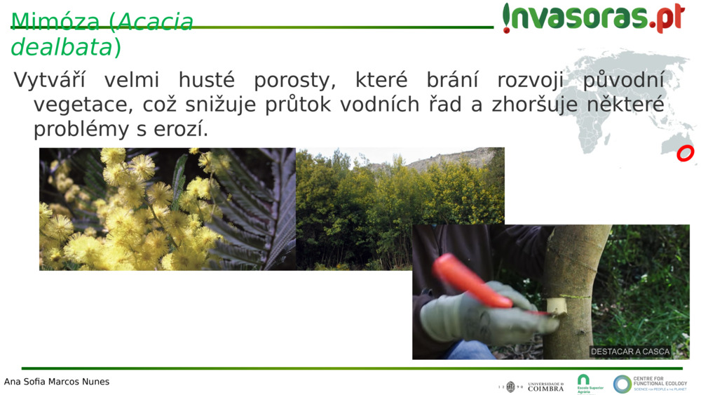 Mimóza (