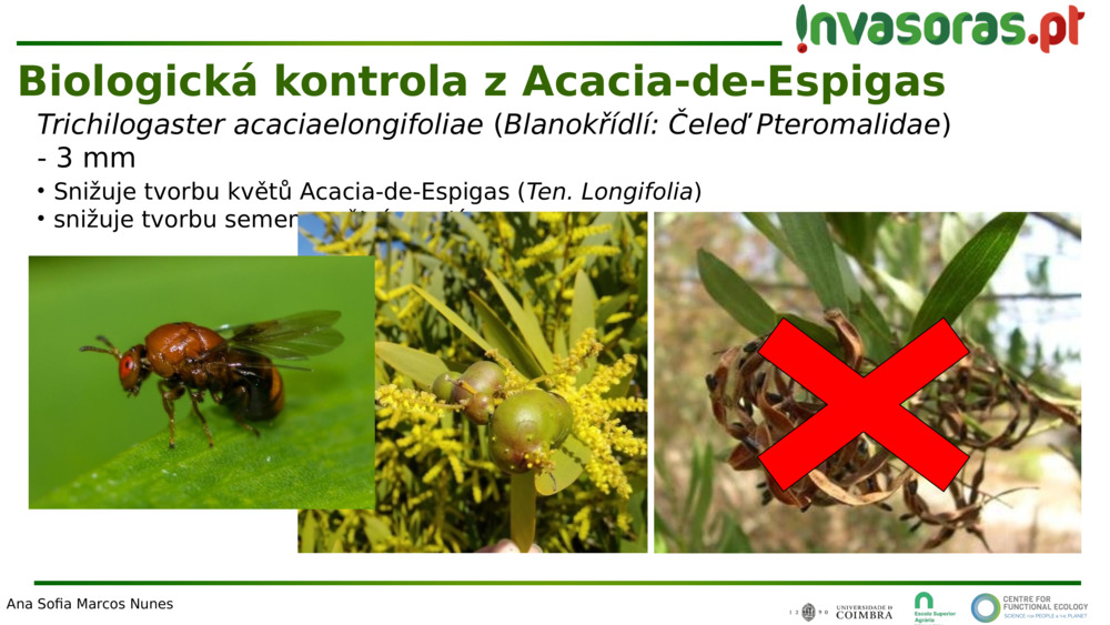 Trichilogaster acaciaelongifoliae